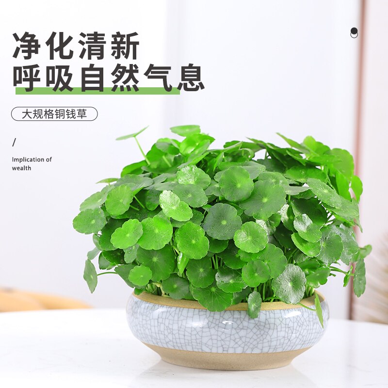 大叶铜钱草苗盆栽水养水培植物室内招财花卉小绿植金钱草盆景好养