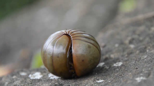 巨型西瓜虫像生化怪兽,把小朋友吓得够呛,这还是童年的回忆吗?