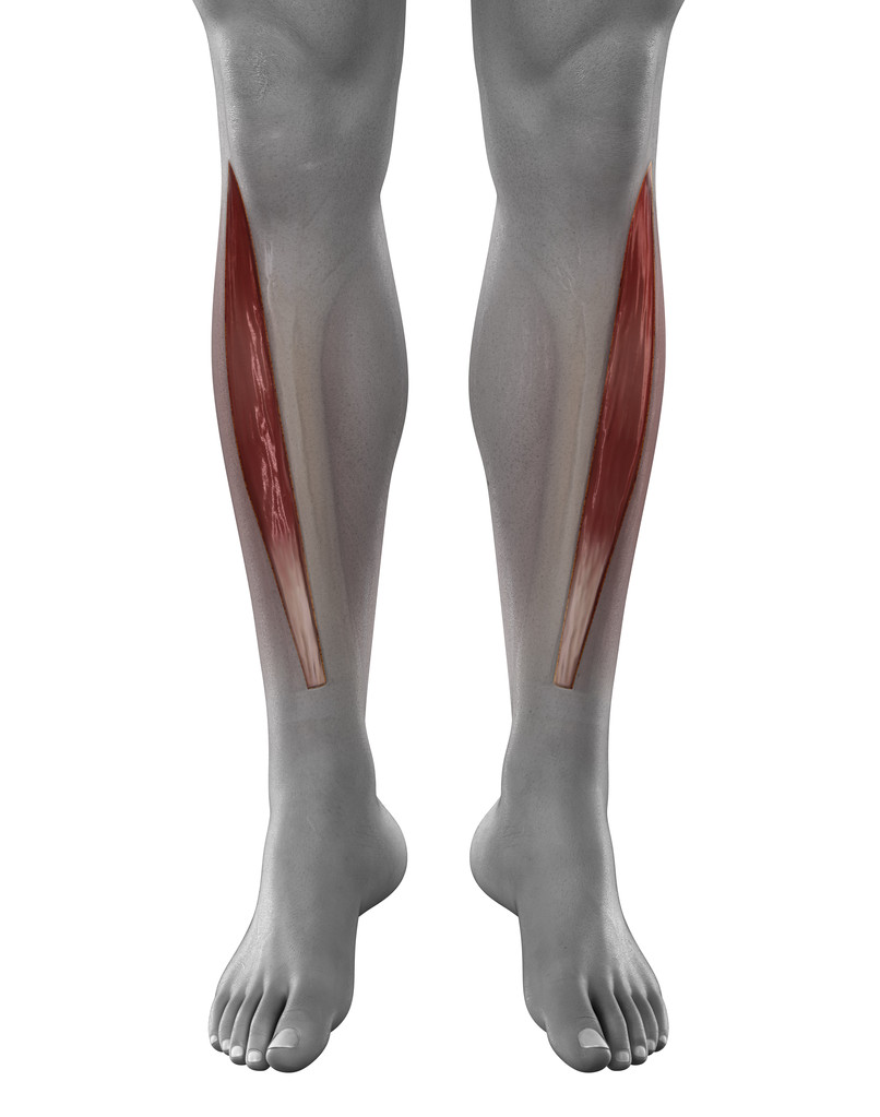 胫前肌处男,胫骨前男性肌解剖前查看隔离上的白色背景