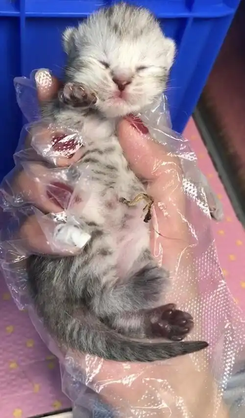 银渐层弟弟找新家 ,刚出生哦