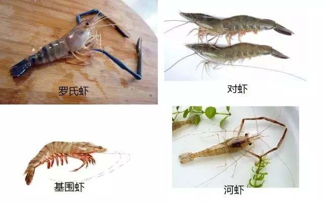 多图预警:教你区别各种虾和龙虾,10多块白虾冒充40多块基围虾,看看你