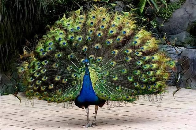 但是,在这个世界上除了人类还有各种各样的动物