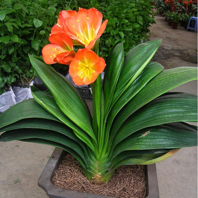 君子兰品种价格(君子兰品种价格及图片 排行)