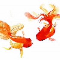 金鱼头像图片_微信头像图片大全