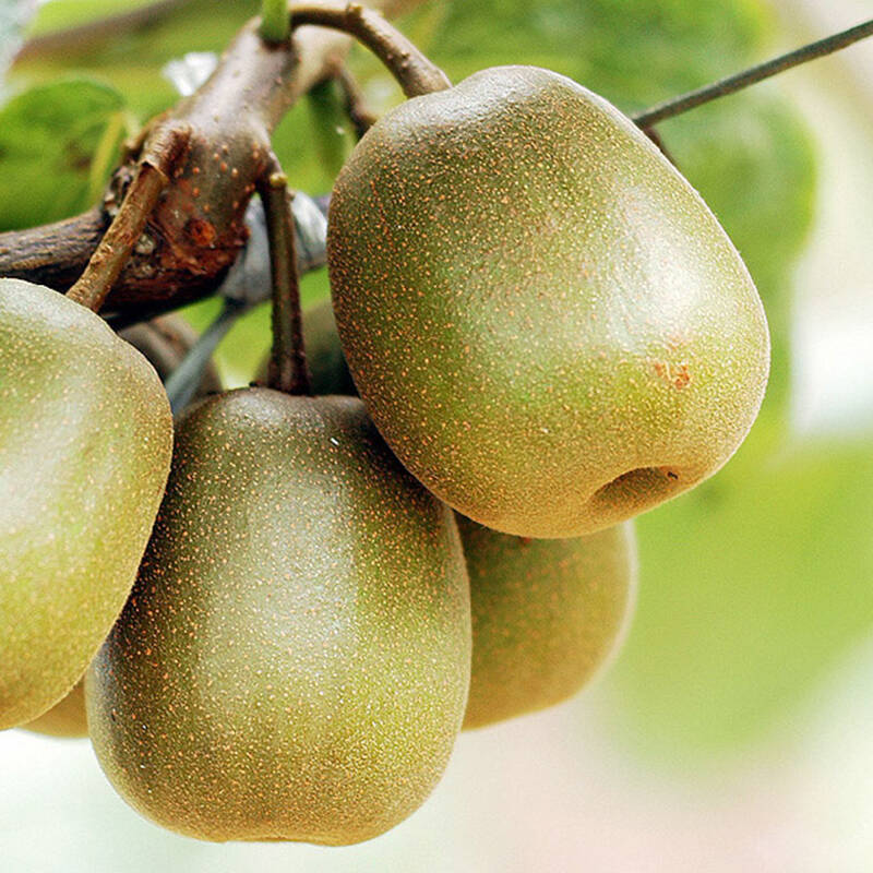 一颗红心 苍溪红心猕猴桃 新鲜奇异果 水果礼盒8个装 单果110g