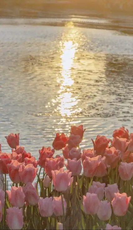 唯美高清浪漫的花朵ins风壁纸 祝愿这个世界继续热闹祥和美好_qq头像