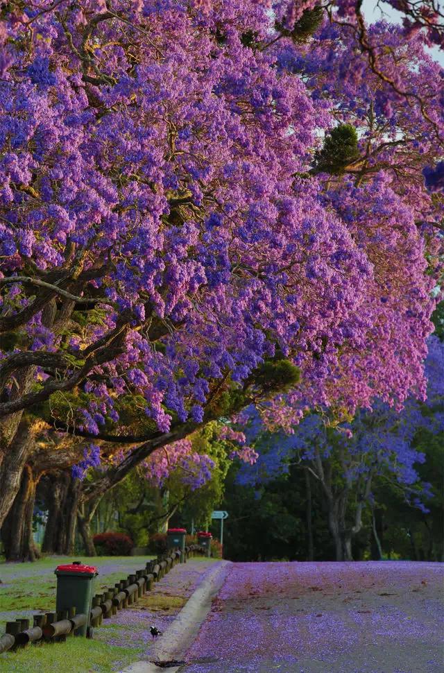 澳洲蓝花楹,美哭了
