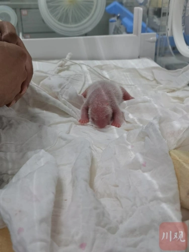 又是两对双胞胎!