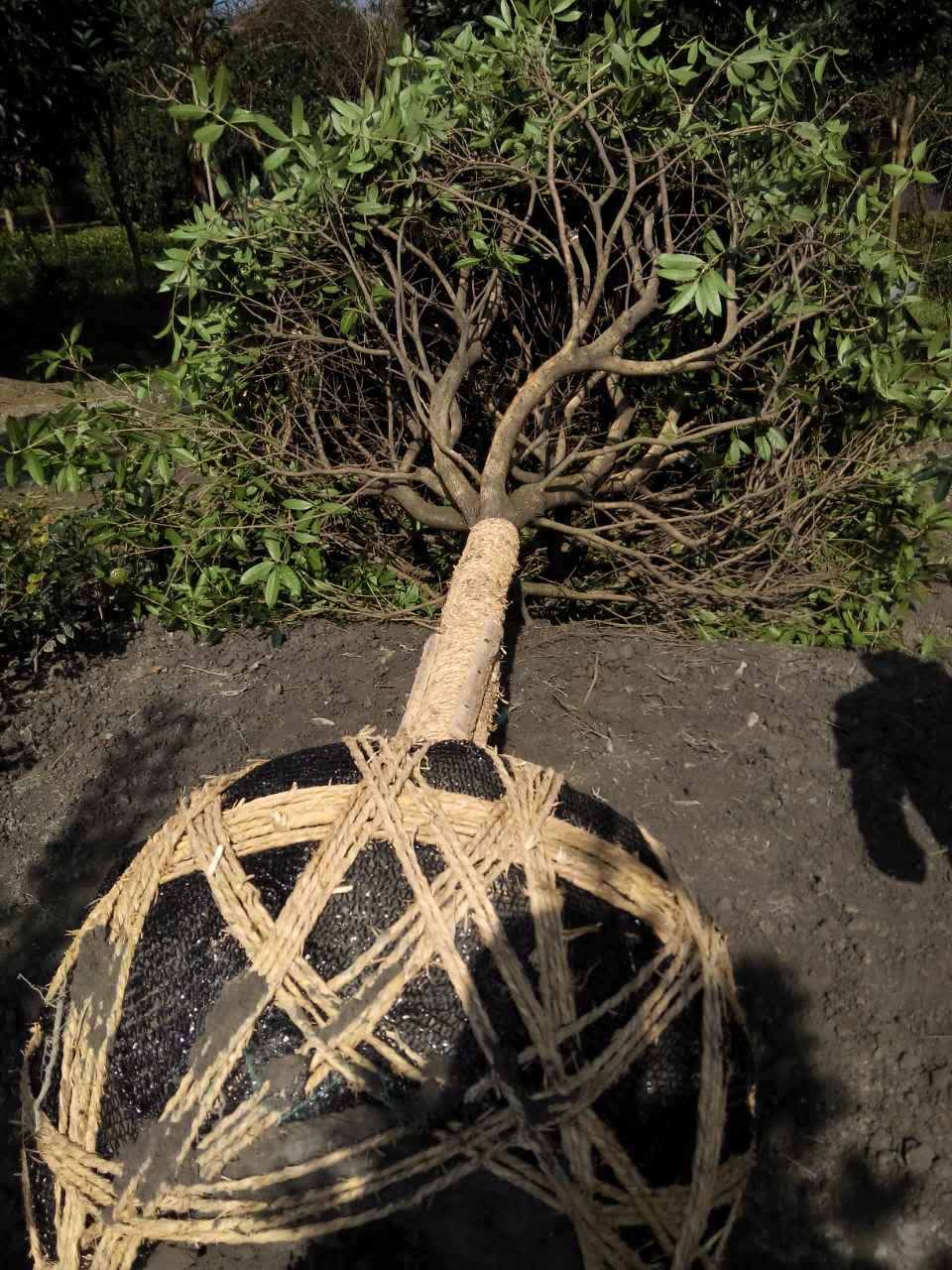 桂花树的报价基地桂花树种植桂花的报价