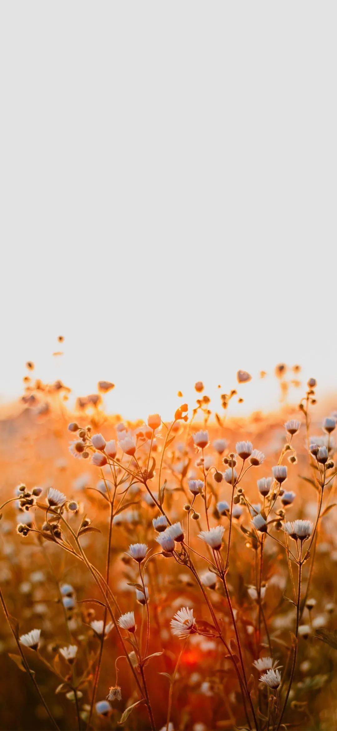 壁纸高级感的全面屏手机壁纸