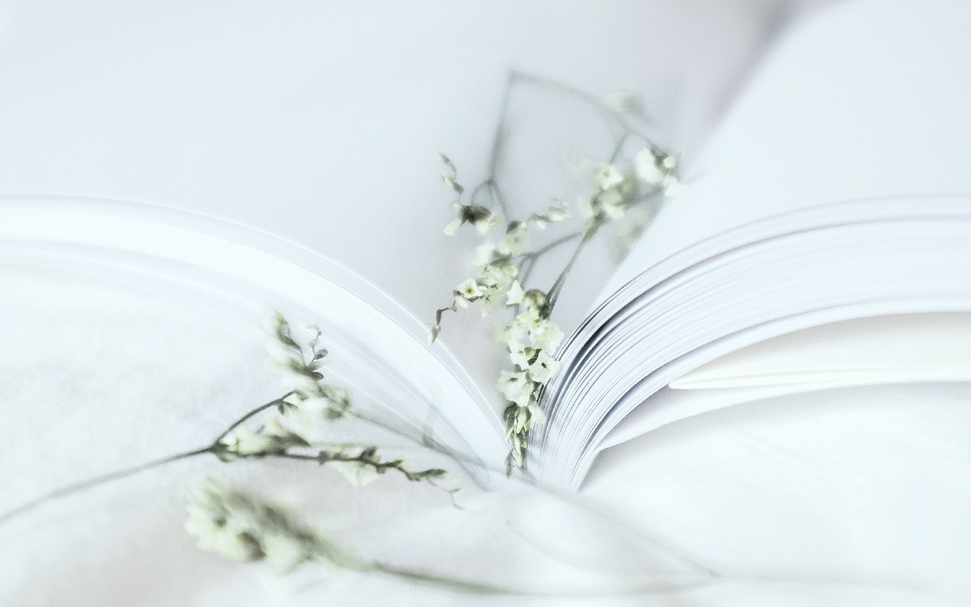 静谧时光小清新简约白色桌面壁纸