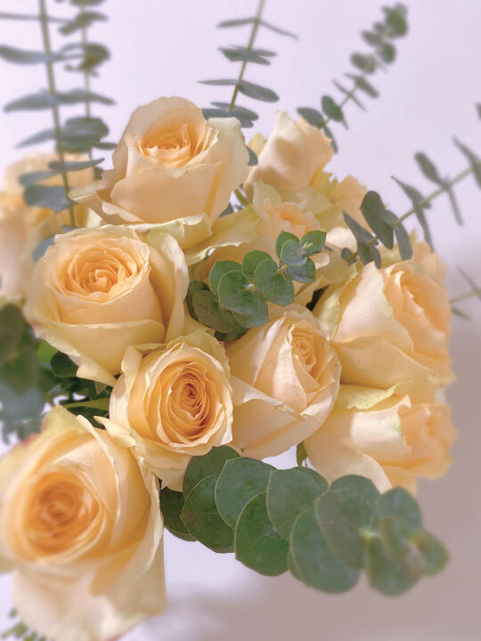 香槟色玫瑰花_小红书