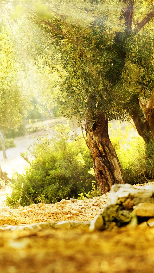 美丽的夏天,树木,阳光 4k