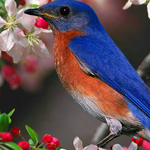 小鸟小鸟钢琴谱李谷一降d调钢琴弹唱五线谱