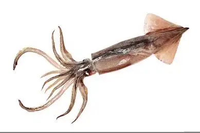 枪乌贼图片_枪乌贼高清图片_全景视觉