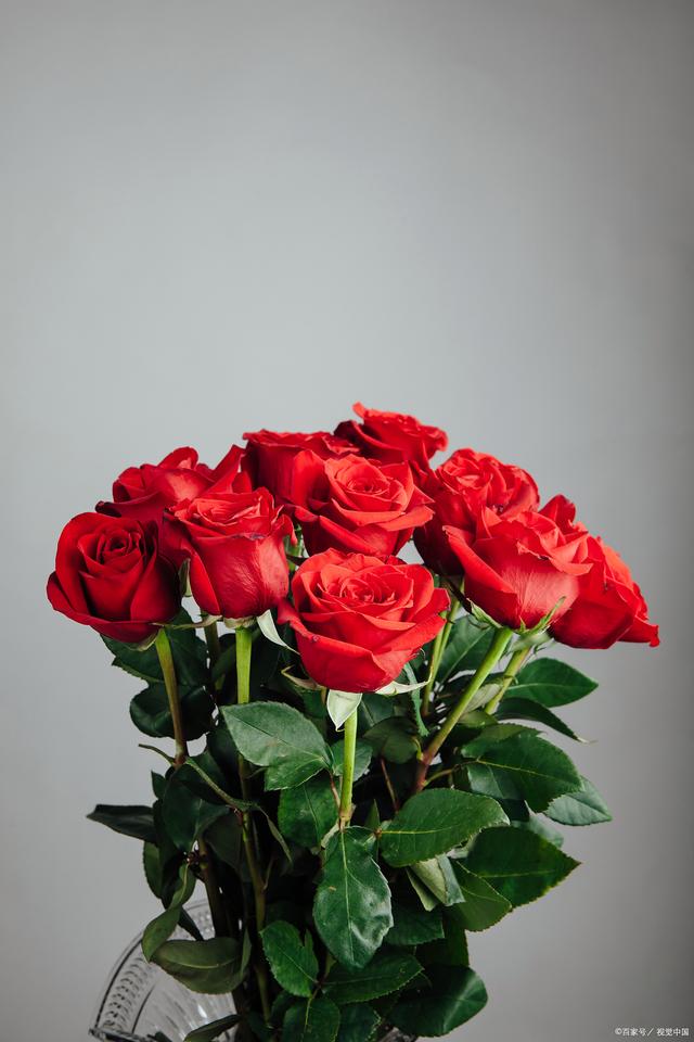 如何看懂蔷薇月季玫瑰这三者的区别?