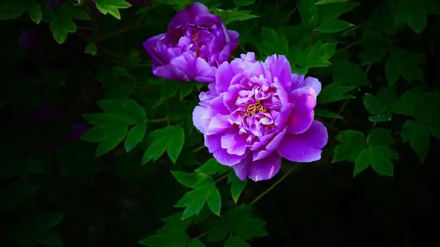 牡丹真国色 人间春世界 - 美篇