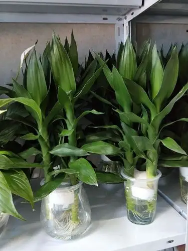 水培观音竹   超级好打理  只要保持有水就ok