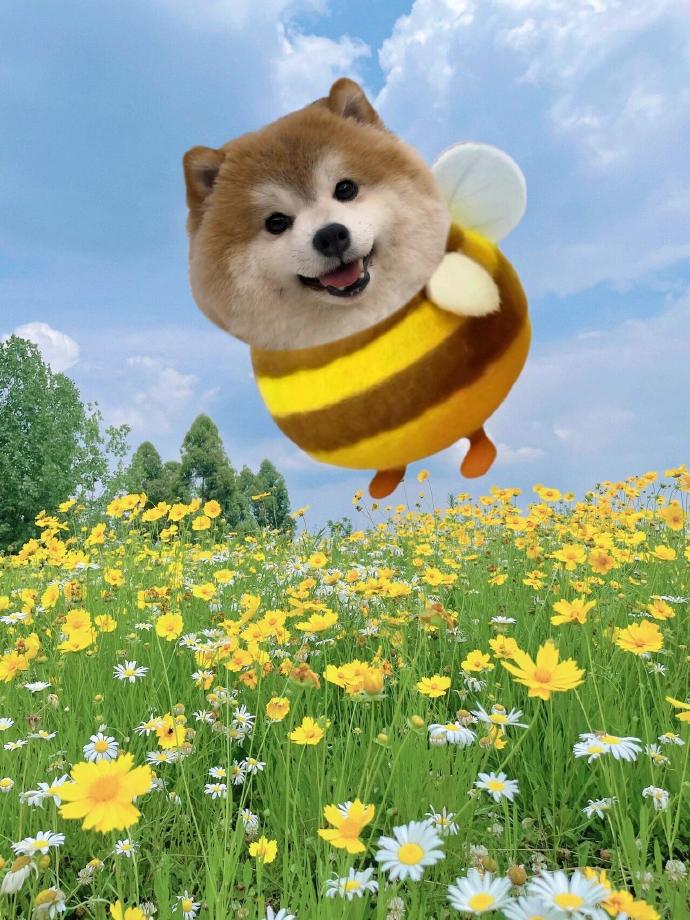 小狗吧唧嘴原因##柴犬