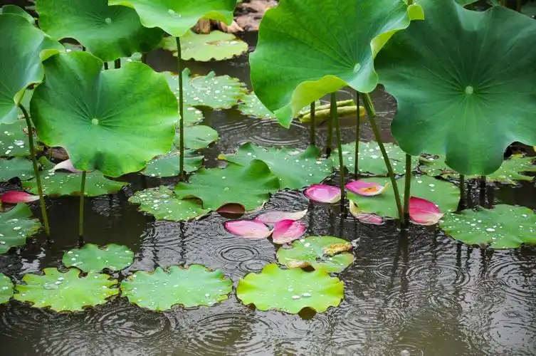 雨中的荷花真美