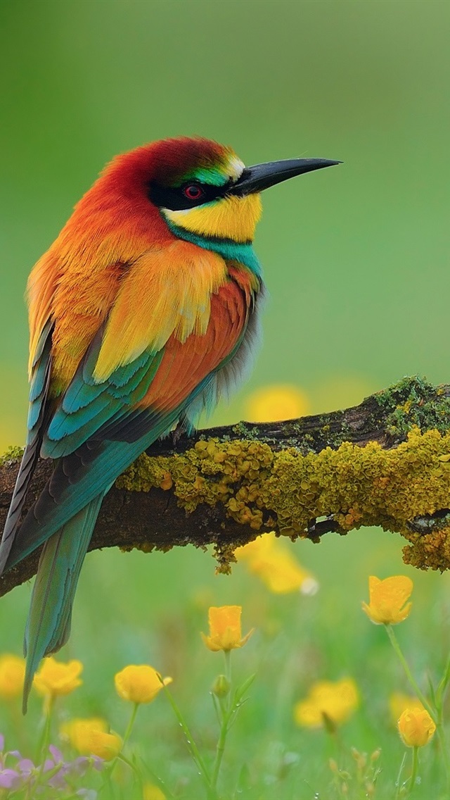 野花丛中枯枝上的翠鸟 iphone 壁纸