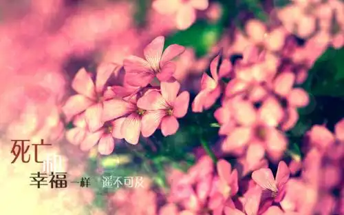 花朵意境带字图片淡淡的伤感意境