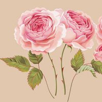 淡粉色玫瑰花微信头像_微信头像图片大全