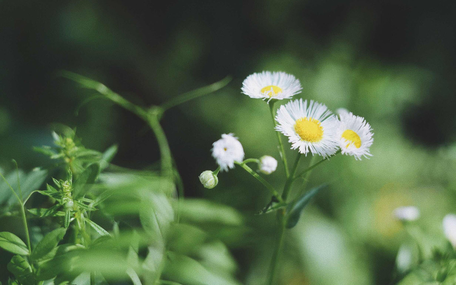 绿色护眼植物摄影图片高清壁纸