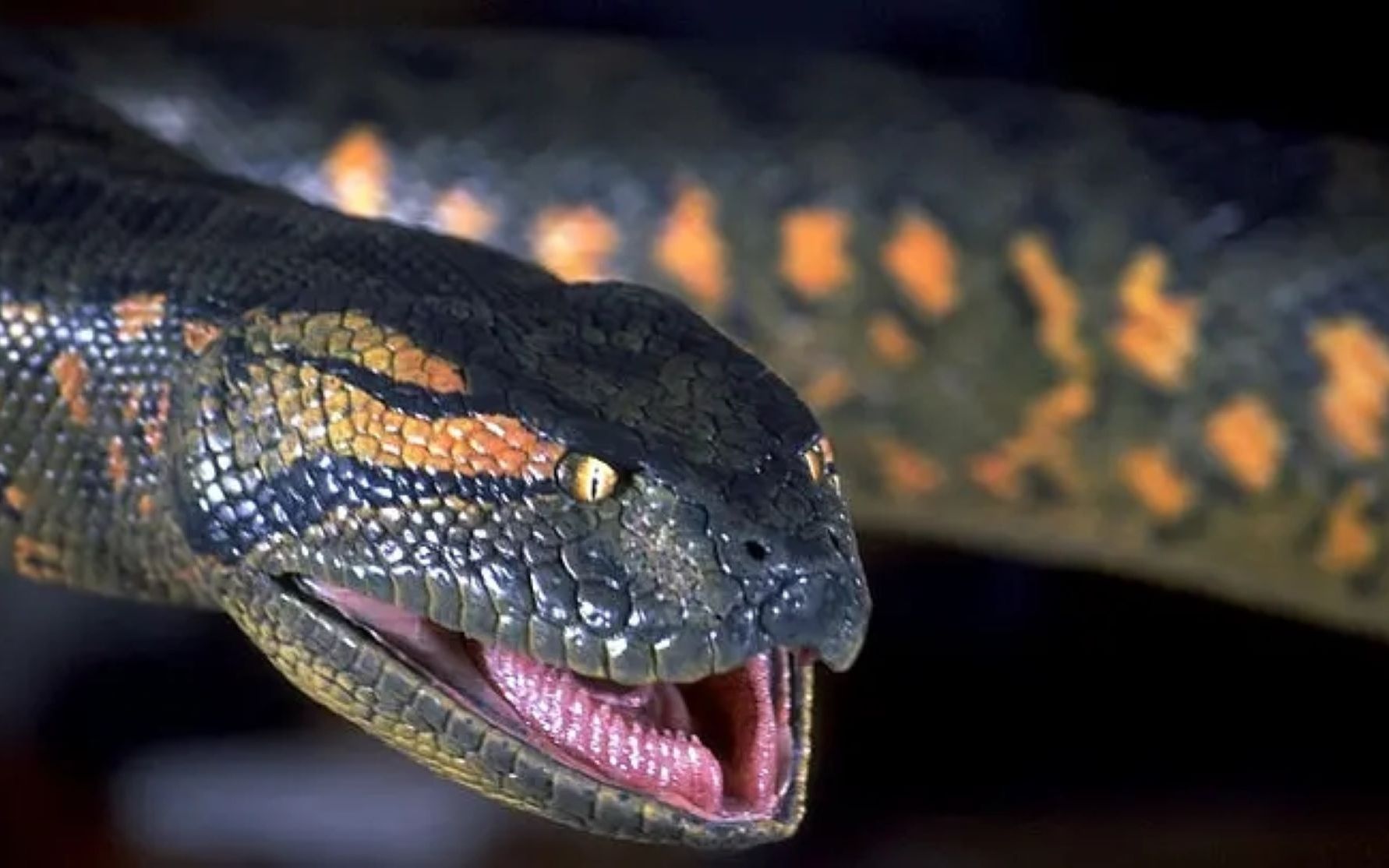 活动  亚马逊吃人巨蟒,为配偶报仇雪恨,不愧是童年阴影《狂蟒之灾》