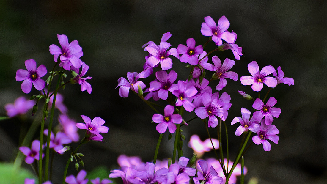 英国国花玫瑰,代表了英国的气质