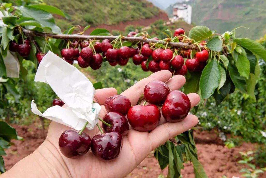 关键词:中国大樱桃之乡,地理标志农产品,四川省雅安市汉源县特产,高山