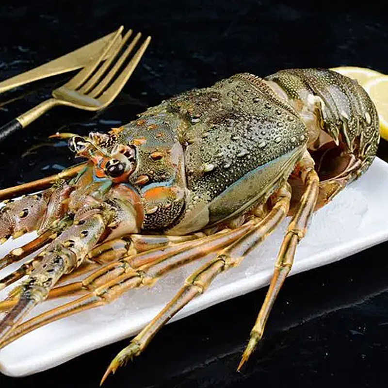 龙虾澳洲波士顿大龙海鲜鲜活小青小青龙澳龙新鲜活虾