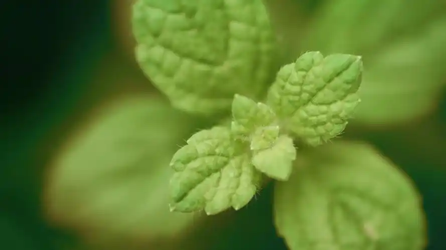 绿色小清新 护眼壁纸24.jpg