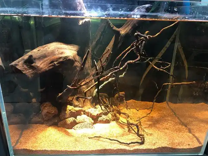 没事在公司开个小缸玩玩, - 原生态造景 - cta南美水族