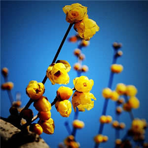 适合50岁女人微信头像