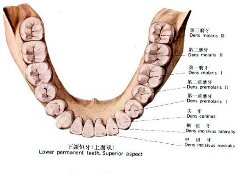 口腔外科学(a1/a2型题 5)