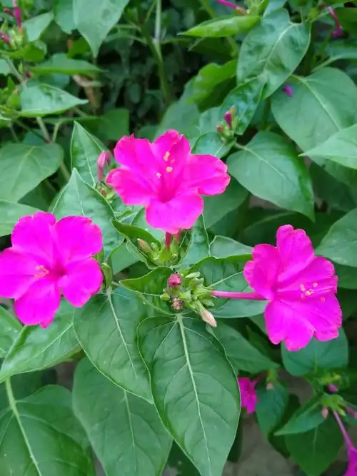 粉豆花儿94开……96969696 - 美篇