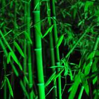 阳光竹子头像图片_微信头像图片大全