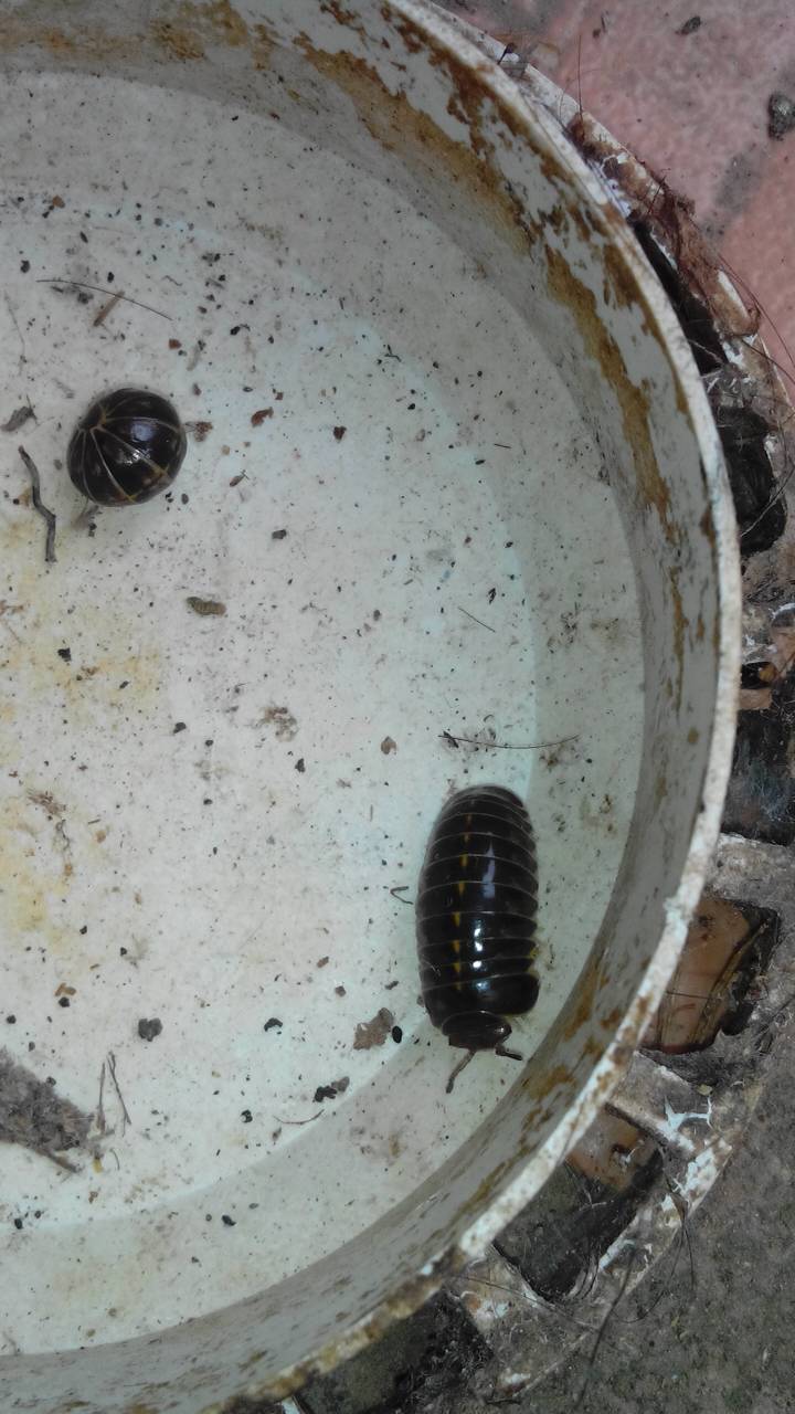 展开全部 西瓜虫  抢首赞 已赞过 已踩过   你对这个回答的评价是?