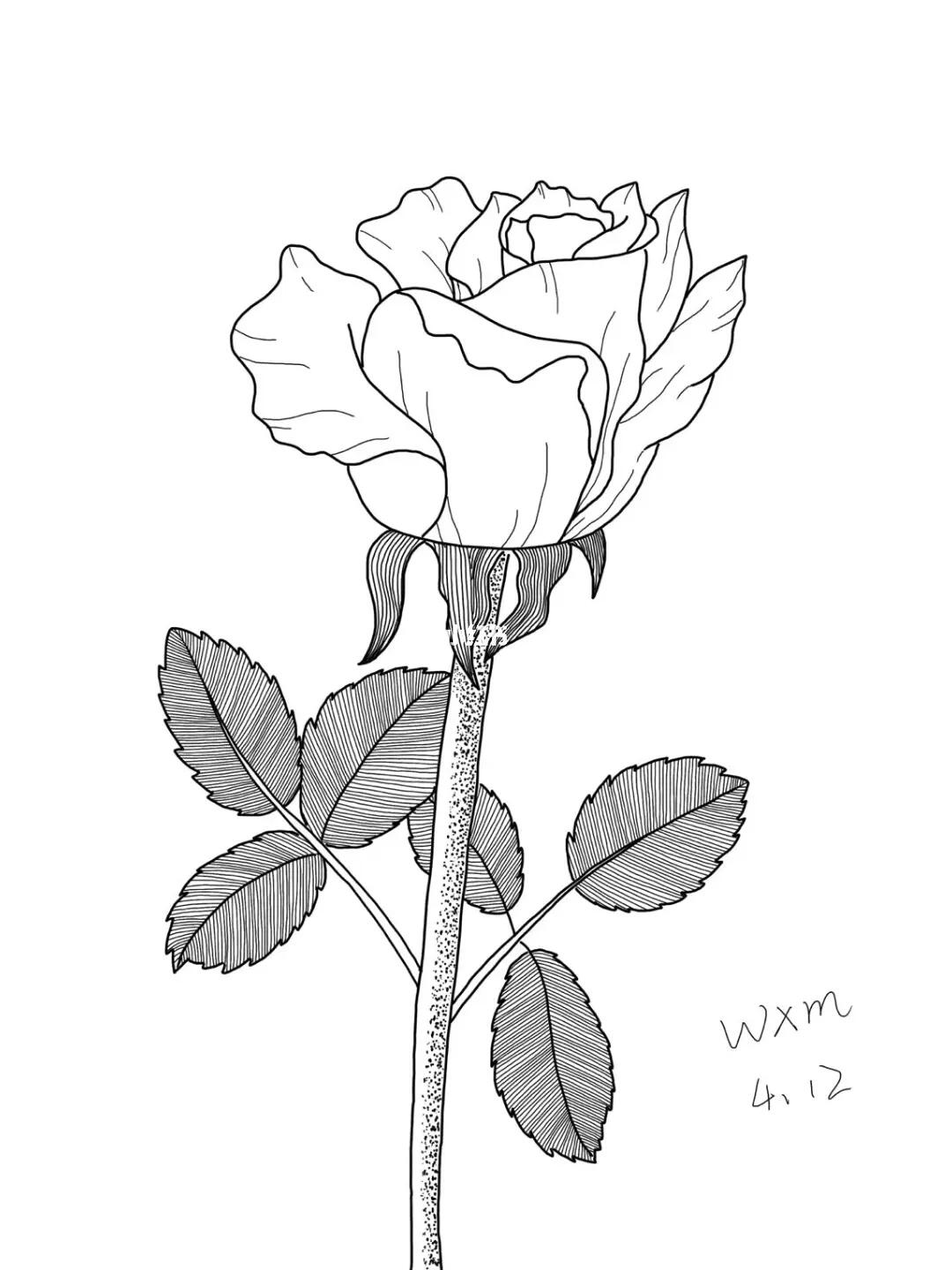 控笔练习玫瑰花