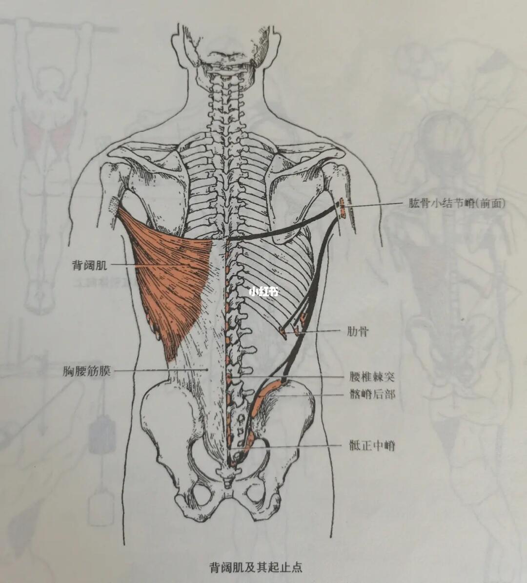 每天学习一个肌肉——背阔肌
