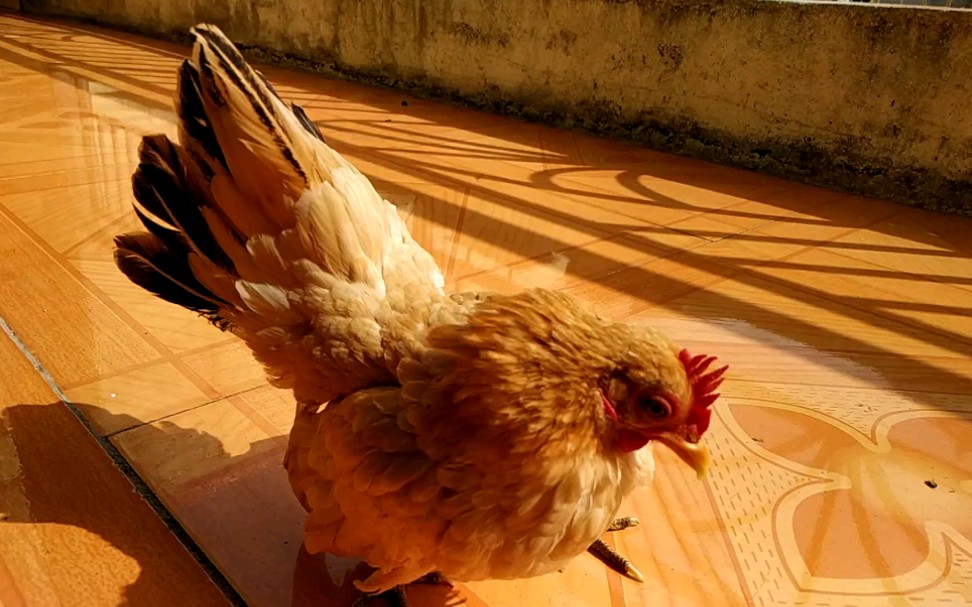 【宠物鸡】掉毛鸡,丑兮兮