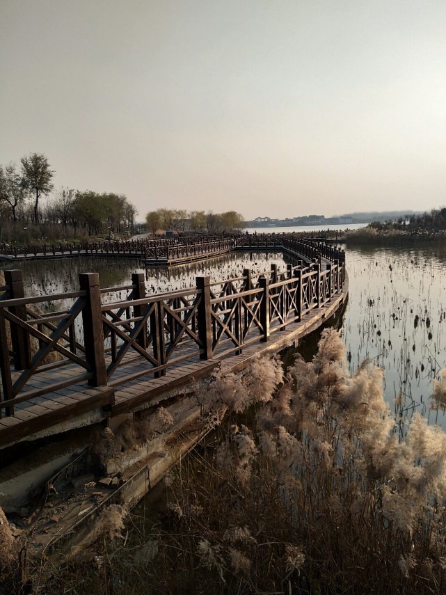 山东菏泽曹县荷花,景色不错
