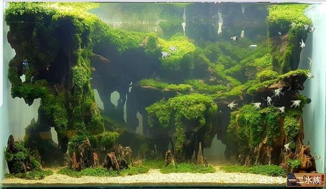 10个精美草缸景观,想提升鱼缸造景技术,赶快模仿它们