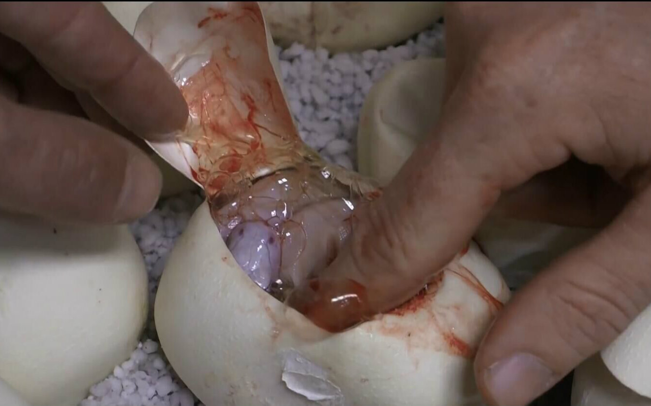 把正在孵化的蛇蛋切开会怎么样 p2_哔哩哔哩_bilibili