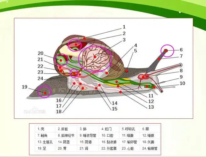 有趣的科学课堂:观察大自然的奥秘之----蜗牛