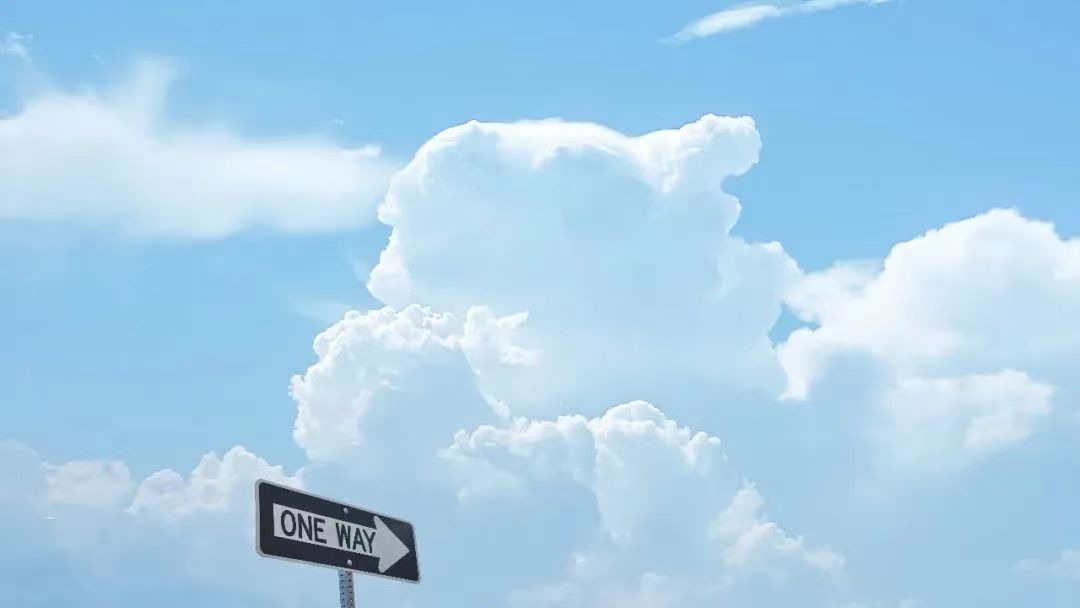 玫瑰正值花期,可我喜欢山茶 治愈小清新背景图>