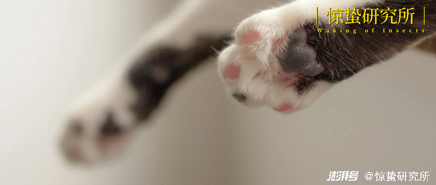 我花8000元,买到一只后院猫