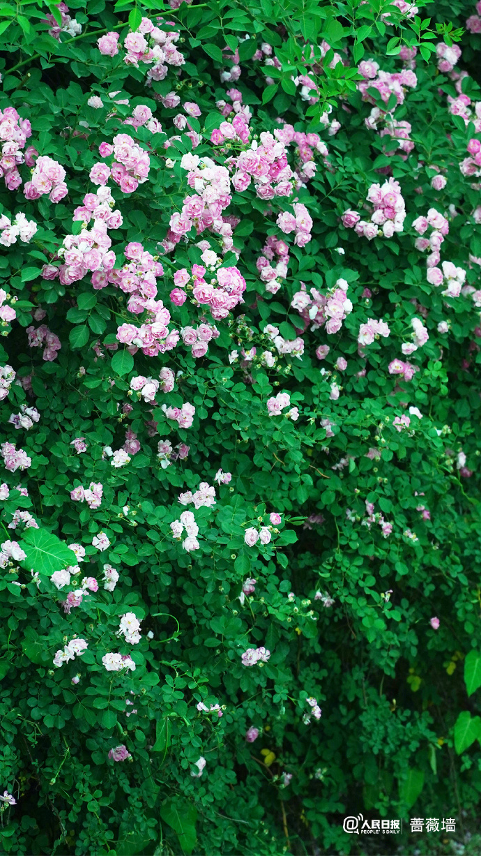 蔷薇花墙背景图##现实版一路生花##花开种花家