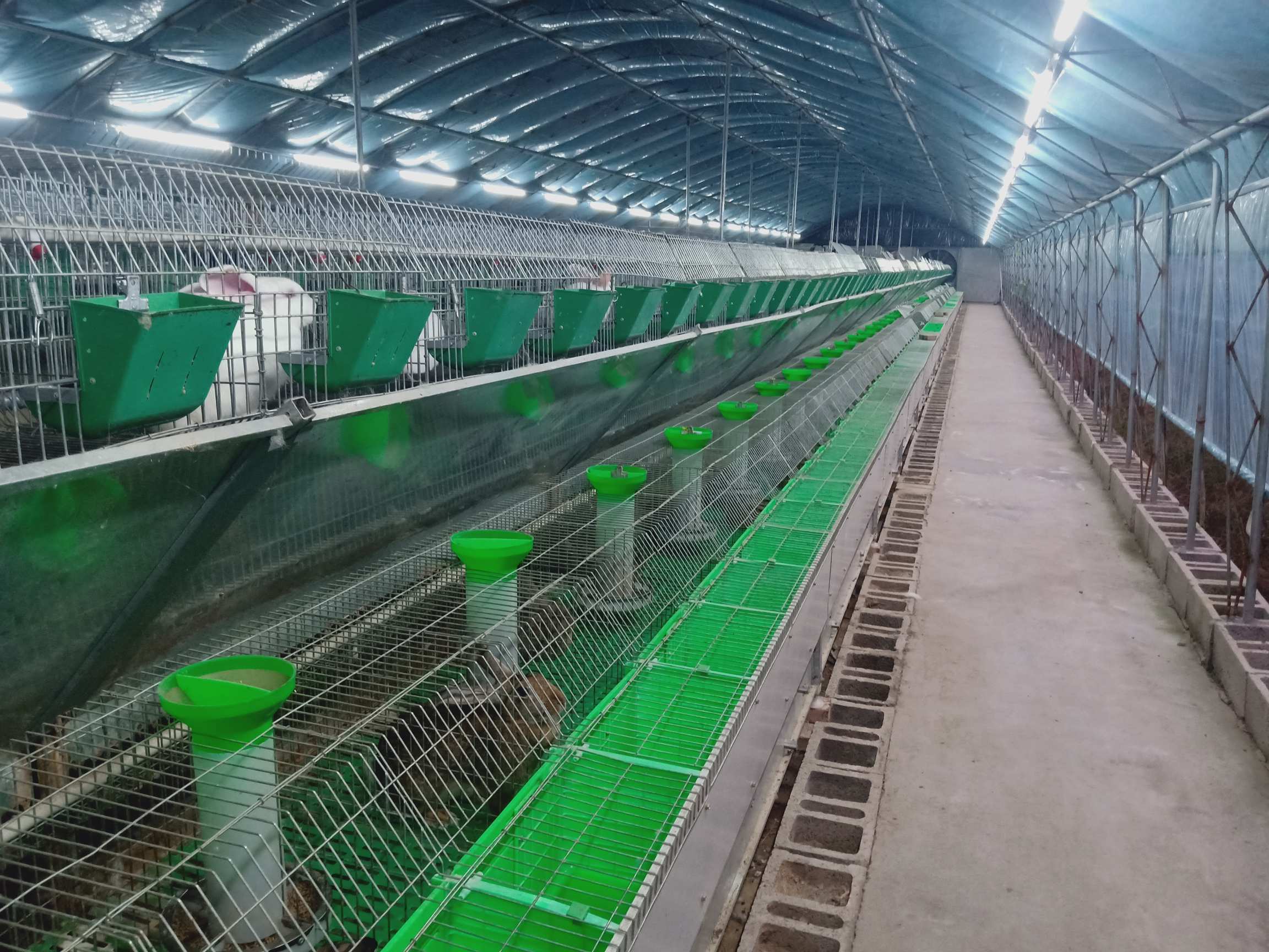 种兔养殖基地,正规厂家有想养殖的